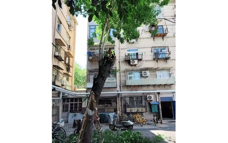 物業(yè)工作其中之一、養(yǎng)護綠植 共建美好家園