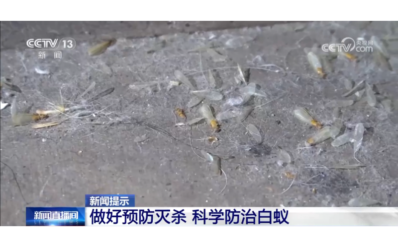 家白蟻進入繁殖活躍期 如何預防滅殺白蟻？這份建議請收好