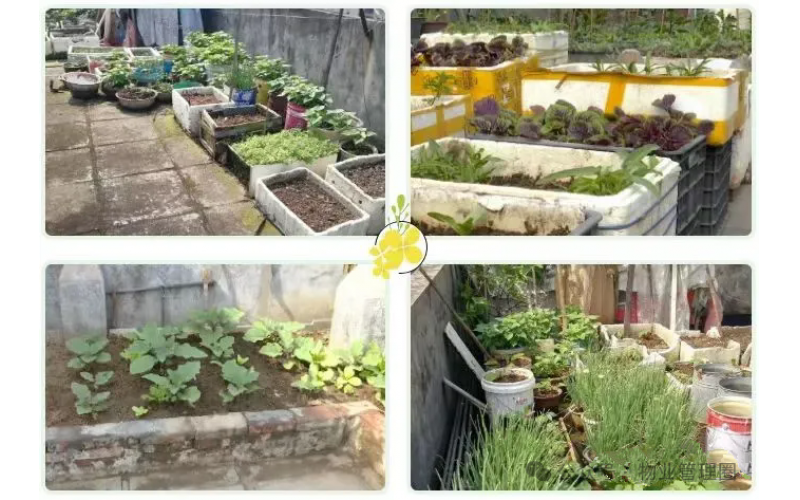 業(yè)主在樓頂平臺(tái)種植花草苗木，物業(yè)有權(quán)清理嗎？