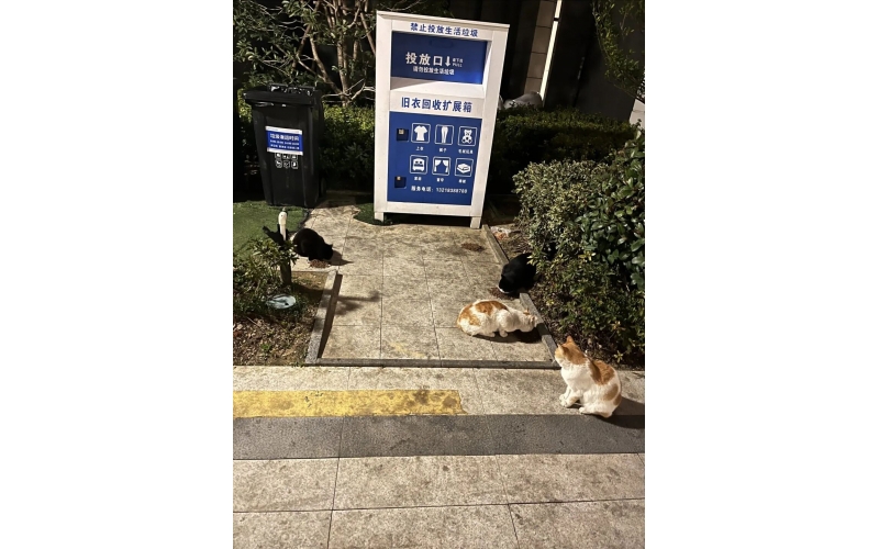 請不要再在小區(qū)投喂流浪貓了！