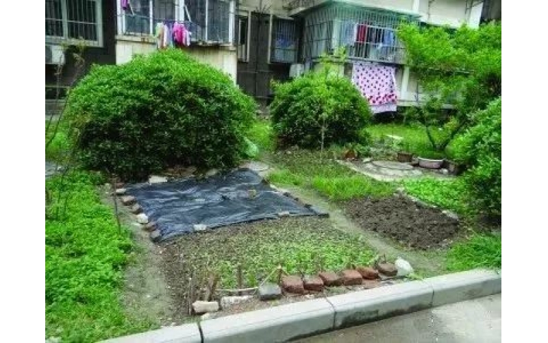小區(qū)大樹(shù)該不該砍？業(yè)主吵翻天后，物業(yè)該咋辦？
